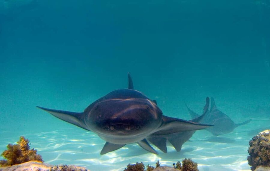 Punta Cana: Reef Explorer Access w/ Sharks & Stingrays Swim - What the Reef Explorer experience really is