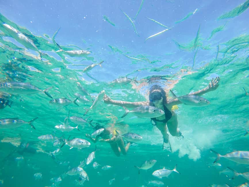 Punta Cana: Reef Explorer Access w/ Sharks & Stingrays Swim - Sharks and stingrays: the part to assess carefully