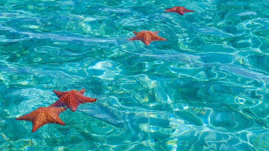 Punta Cana: Saona Island Catamaran Tour with Food & Open Bar - Buffet lunch with Dominican flavors
