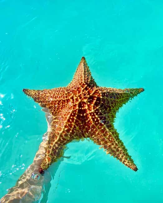 Punta Cana: Saona Island VIP | Private Beach, Open Bar & Lunch - Saona’s beach area and the promise of privacy
