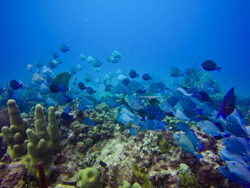 Punta Cana: Scuba Diving Adventure to Catalina Island - Two Catalina Island sites, two different underwater experiences