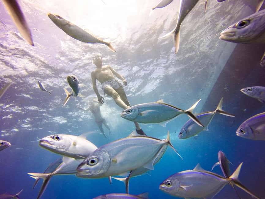 Punta Cana: Scuba Diving Adventure to Catalina Island - What you might see beneath the surface