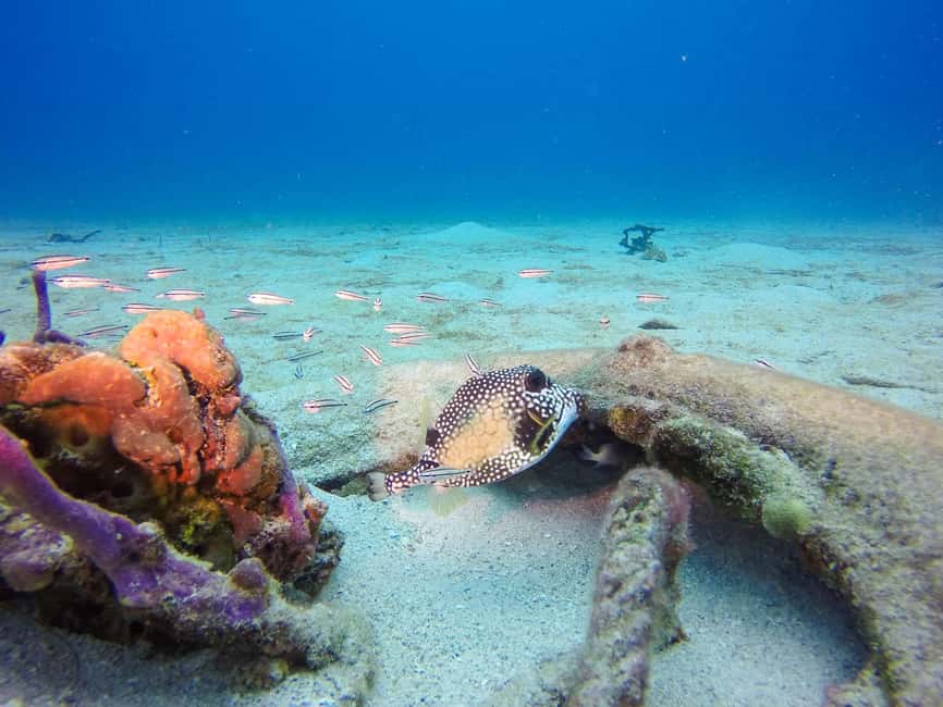 Punta Cana: Scuba Diving Adventure to Catalina Island - Beach time turns the excursion into a full day