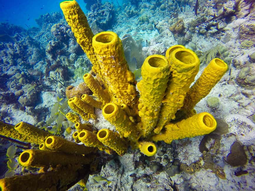 Punta Cana: Scuba Diving Adventure to Catalina Island - Is the $155 price fair?