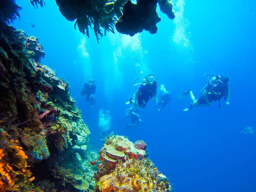 Punta Cana: Scuba Diving Adventure to Catalina Island - Who will enjoy this Catalina Island outing?