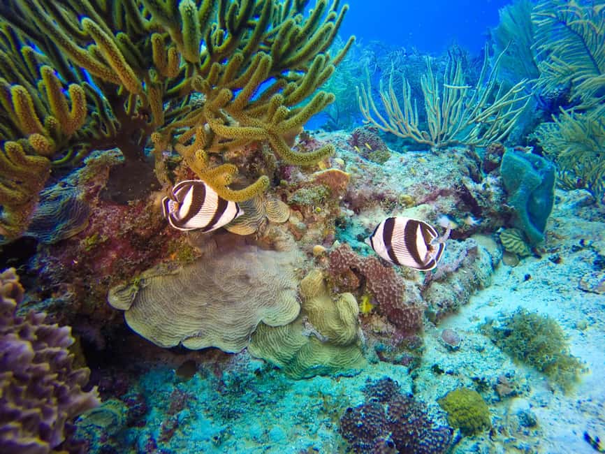 Punta Cana: Scuba Diving Adventure to Catalina Island - What to pack and how to prepare