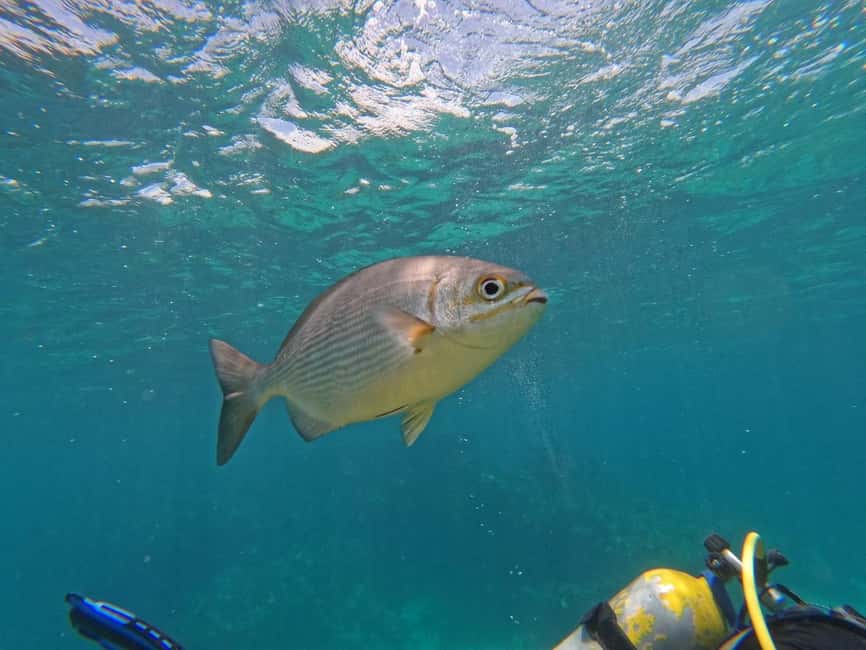 Punta Cana: Scuba Doo Adventure with Round-Trip Transfer - Key points at a glance