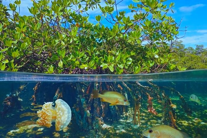 Punta Cana Speed Boat to Saona Island with Lunch & Natural Pools - Saona Island’s White Beaches and Free Time