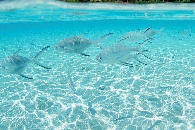 Punta Cana Speed Boat Tour and Snorkeling - Hotel transfers make this easier