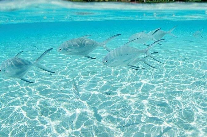 Punta Cana Speed Boat Tour and Snorkeling - Practical tips for a better day
