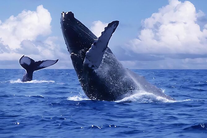 Punta Cana: Whale Watching and Bacardi Island Day Trip - Key points before you book