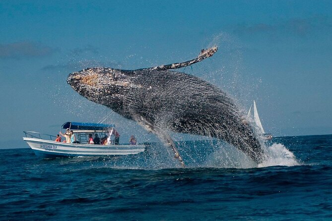 Punta Cana: Whale Watching and Bacardi Island Day Trip - Two and a half hours in the Whale Sanctuary