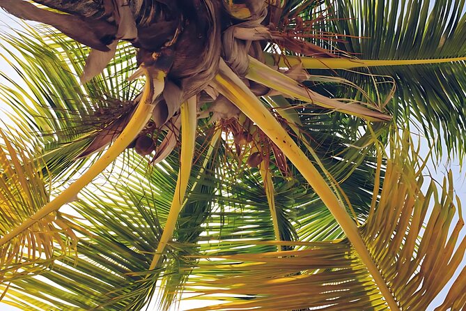 Punta Cana: Whale Watching and Bacardi Island Day Trip - How much value do you get for $150?