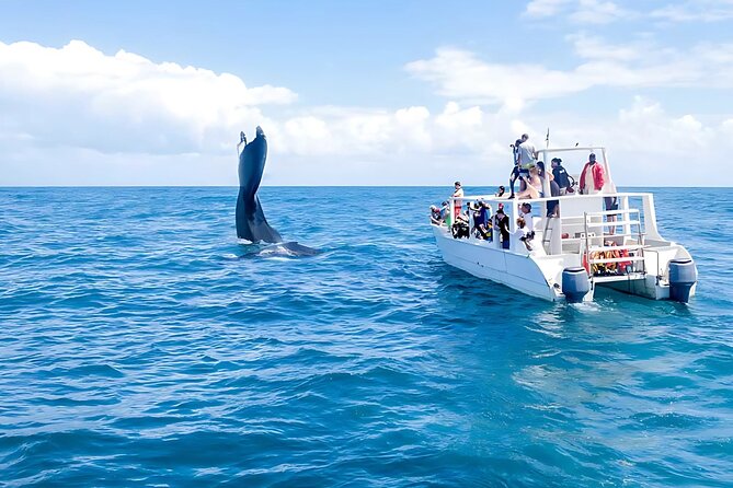 Punta Cana: Whale Watching and Bacardi Island Day Trip - The early transfer from Punta Cana