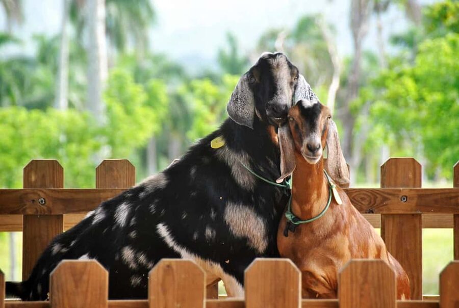 Punta Cana: Xploration Animal Park Bus Tour with Encounters - Heading into the hills of Nisibon