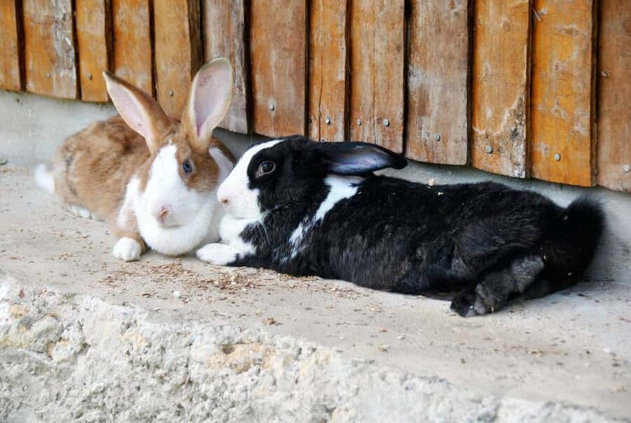 Punta Cana: Xploration Animal Park Bus Tour with Encounters - Who will enjoy this day most
