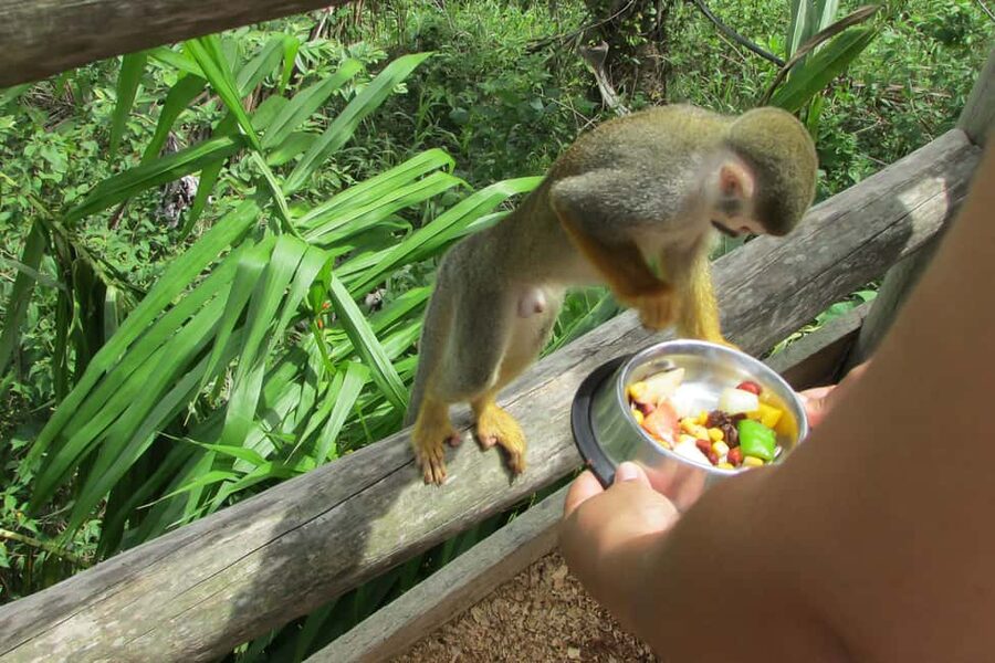 Punta Cana: Ziplines Adventures & Monkeyland Entry - Is $130 a fair price?