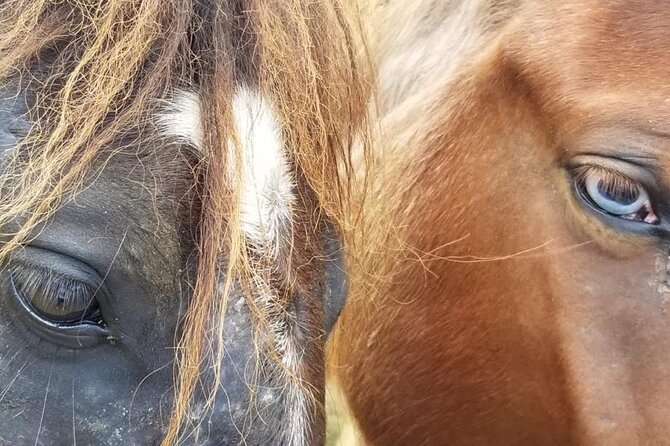 Ride Horses on the Beach - Through mango, coffee, and cocoa country