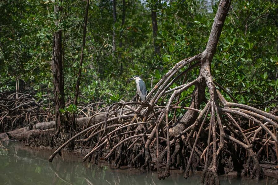 Sabana de la Mar: Los Haitises Guided Hike and Kayaking - Who should book this Los Haitises outing