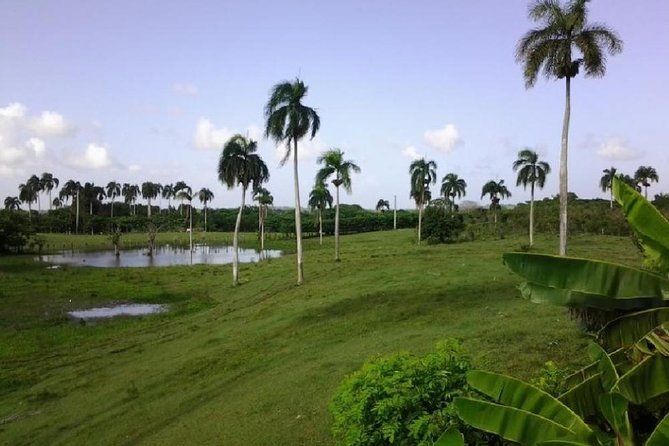 Safari Adventure - Full Day - From Punta Cana - Dominican buffet lunch with drinks included