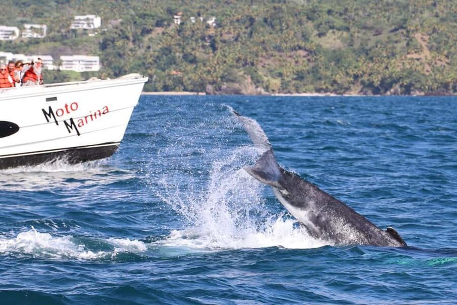 Samana: Bay of Samana Whale Watching Experience - Key points to know before you go