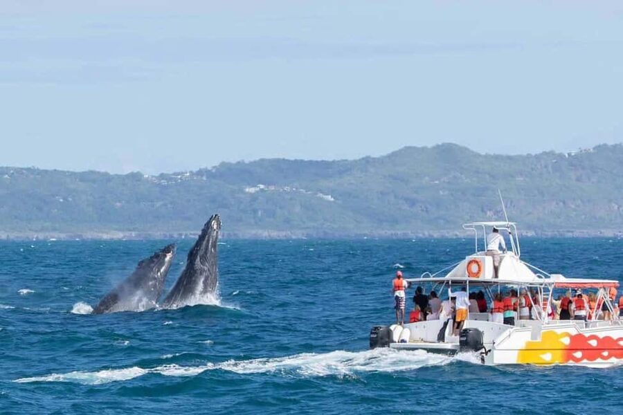 Samana: Bay of Samana Whale Watching Experience - Why Samaná Bay is such a good place for whale watching