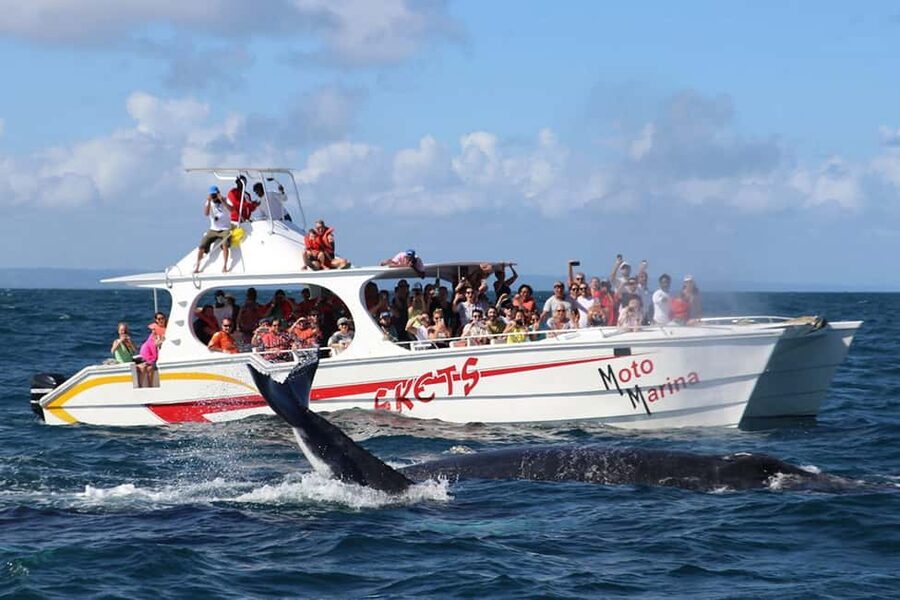 Samana: Bay of Samana Whale Watching Experience - Two and a half hours in the Marine Mammal Sanctuary