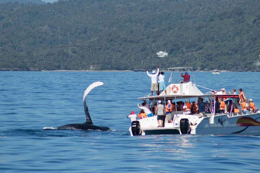 Samana: Bay of Samana Whale Watching Experience - The ride back and the schedule question