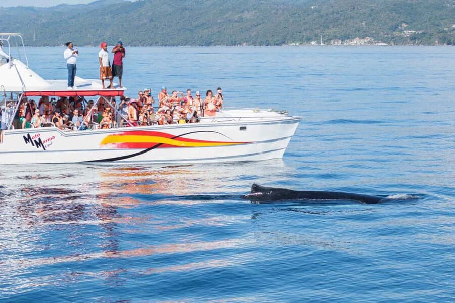 Samana: Bay of Samana Whale Watching Experience - What is included for the $65 price