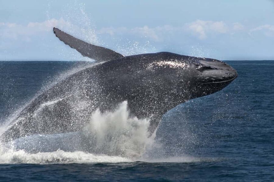 Samana: Bay of Samana Whale Watching Experience - What to bring and how to prepare