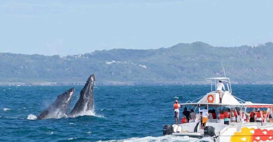 Samana: Bay of Samana Whale Watching Experience - Who will get the most from this trip