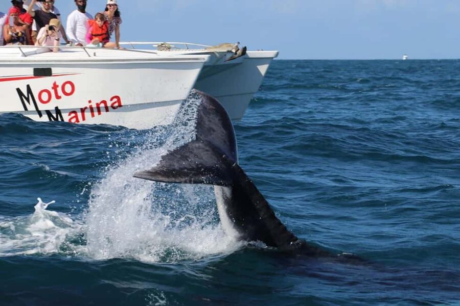 Samana: Bay of Samana Whale Watching Experience - Leaving Moto Marina for the open bay