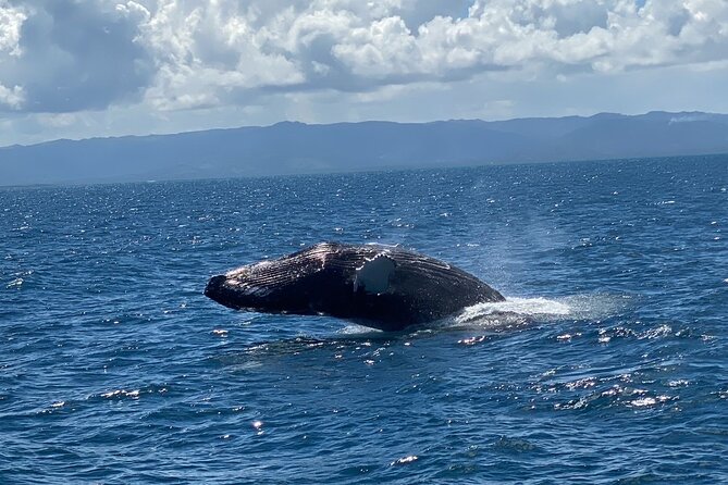 Samana Full Day Waterfall, Safari and Beach - Beach time and the changing pace of the day