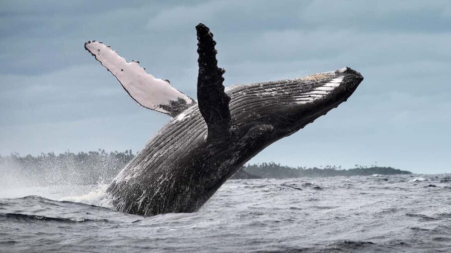 Samana: Half Day Whale Watching Humpback Whale Watching - A necessary word about whale-watching conduct