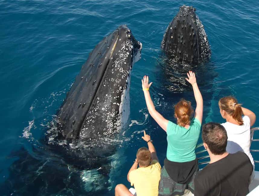 Samana: Half Day Whale Watching Humpback Whale Watching - Meeting at the Samaná dock