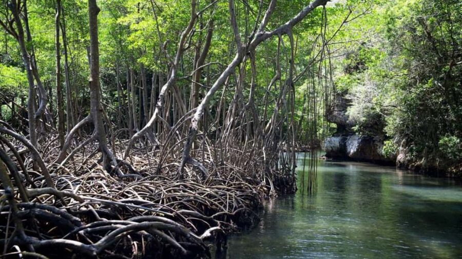 Samana: Los Haitises Kayaks & Caño Hondo Pools Tour w/ Lunch - Is the $85 Price Fair?