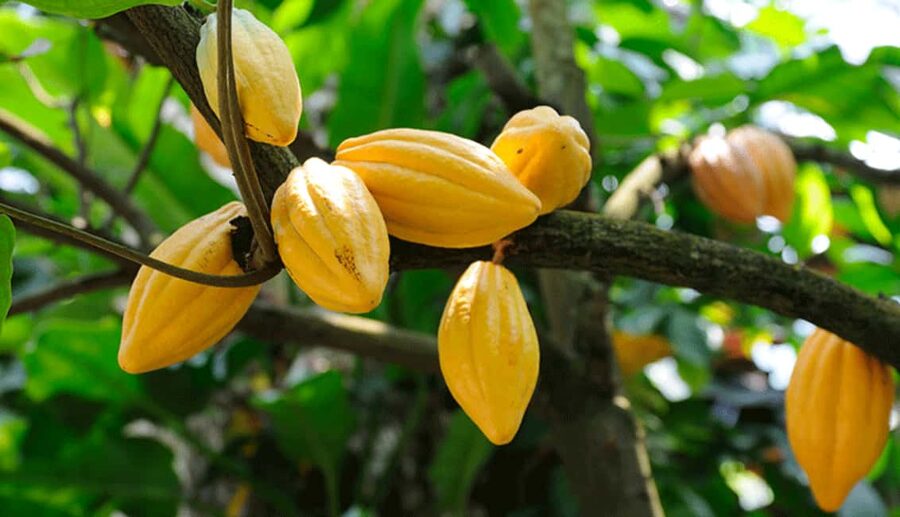 Samana: Los Haitises National Park & Cayo Levantado Tour - Should you book this Samana tour?