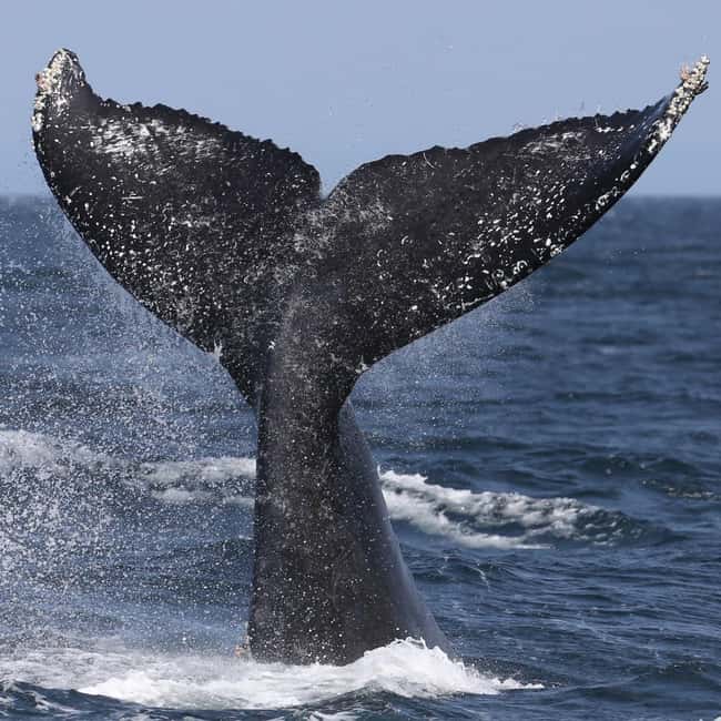 Samaná: Whale, Cayo Levantado, & Kayak in Samaná Bay Tour - Why the Three-Part Route Works