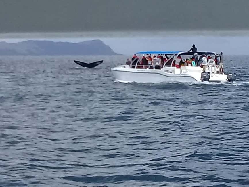 Samaná: Whale, Cayo Levantado, & Kayak in Samaná Bay Tour - Guides, Languages, and the Human Side