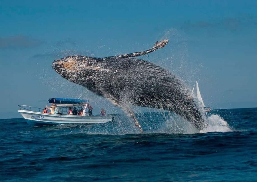 Samaná: Whale, Cayo Levantado, & Kayak in Samaná Bay Tour - What to Pack for This Bay Day