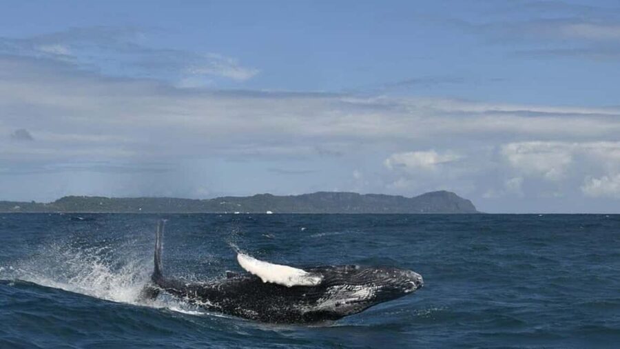 Samana Whale watching and Bacardi Island from Punta Cana - A Dominican buffet between major stops