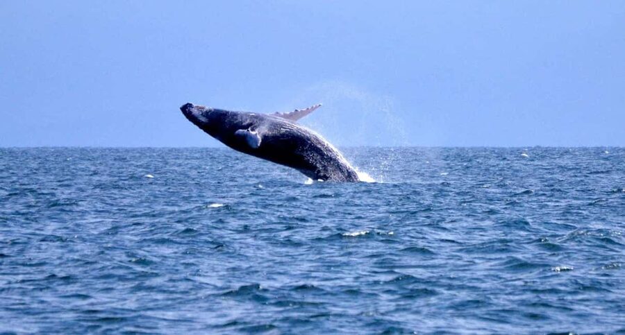 Samanà Whale Watching and Bacardi Island Tour From Bayahibe - A whale trip that starts far from the sea