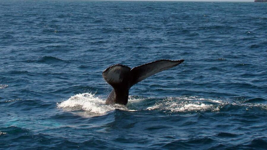 Samanà Whale Watching and Bacardi Island Tour From Bayahibe - Searching for humpback whales in Samaná Bay