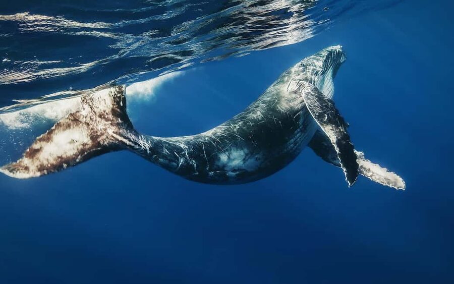 Samana: Whale Watching and Cayo Levantado Full Day Tour - Two and a half hours among humpback whales