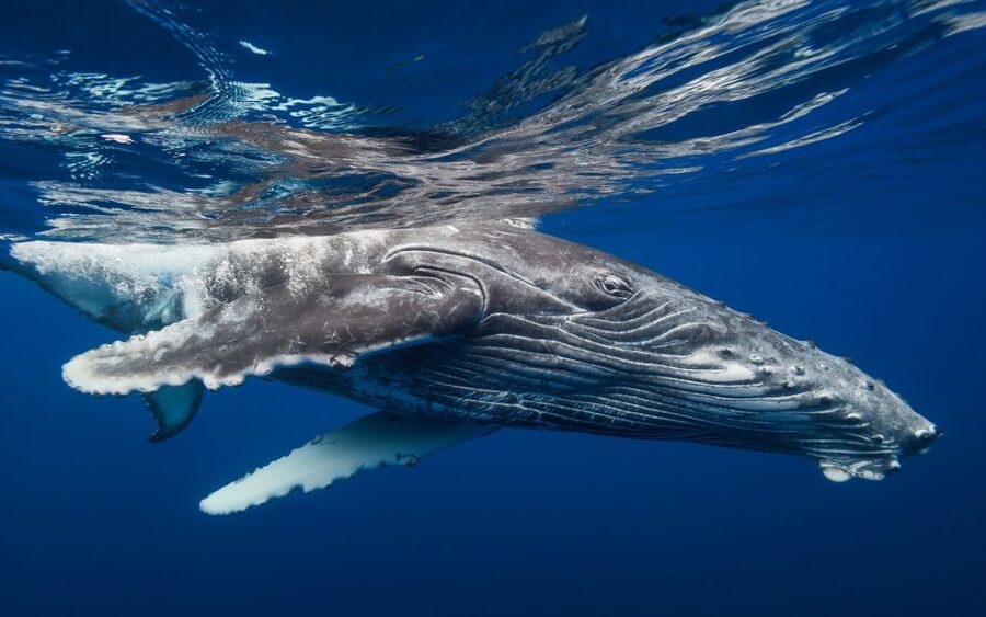 Samana: Whale Watching and Cayo Levantado Full Day Tour - The ride to Cayo Levantado