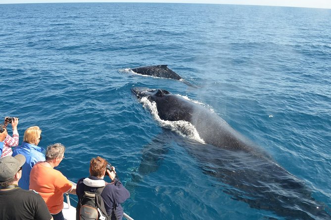 Samaná Whale Watching + Cayo Levantado (Bacardi Island). - Key points to know before you book