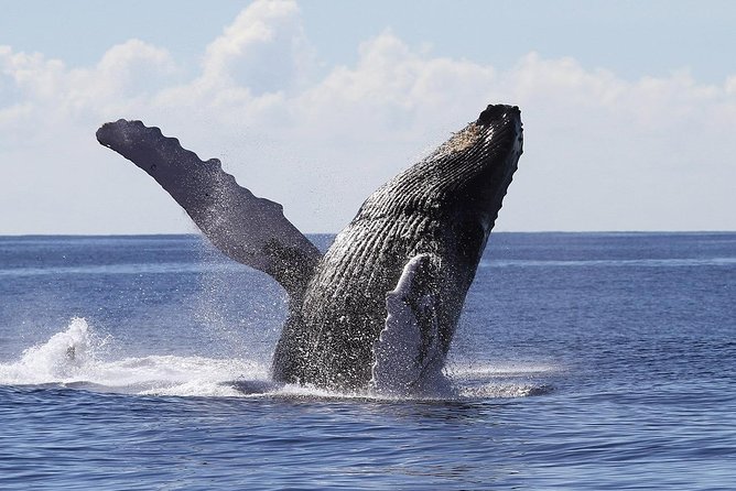 Samaná Whale Watching + Cayo Levantado (Bacardi Island). - Looking for whales without treating them like a show