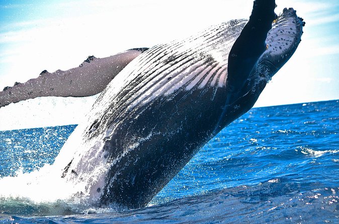 Samaná Whale Watching + Cayo Levantado (Bacardi Island). - Cayo Levantado brings lunch and swimming