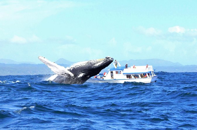 Samaná Whale Watching + Cayo Levantado (Bacardi Island). - How the group size affects your day