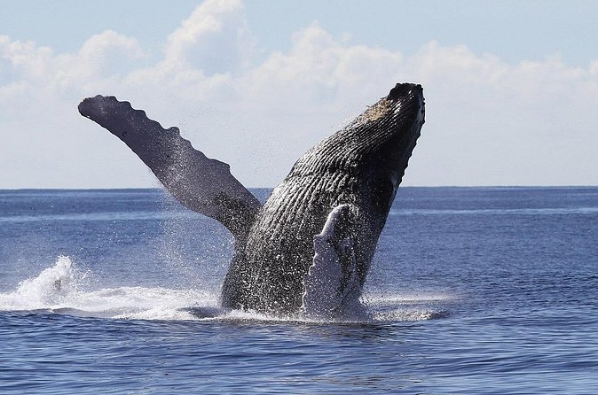 Samaná Whale Watching + Cayo Levantado (Bacardi Island). - A realistic plan for the 8:45 AM to 5 PM schedule